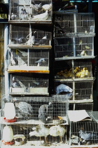C1970 35mm slide bird - c1970's,