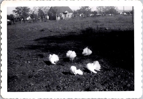 Vintage black white photo - vintage,