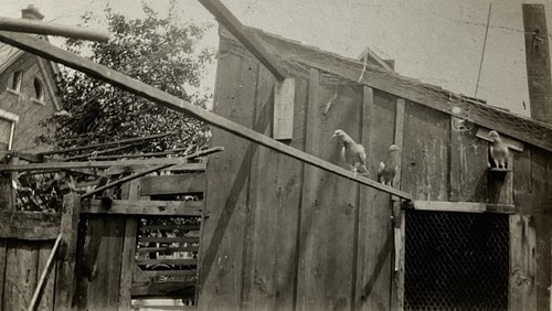 Vintage photo barnyard scene - photo,