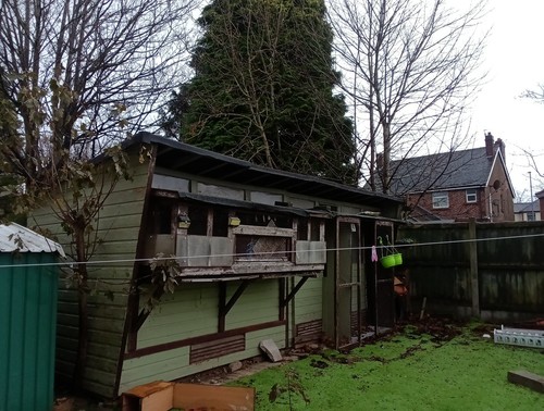 Racing pigeon shed - pigeon,