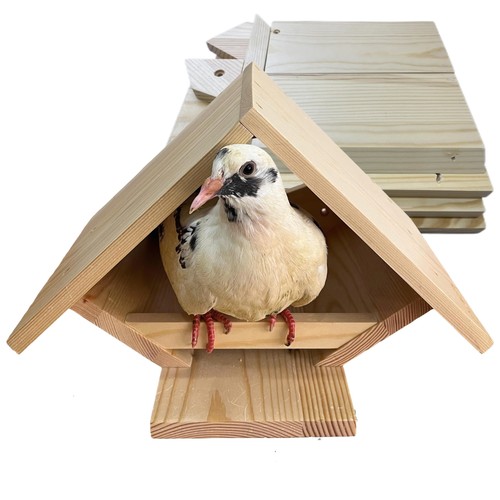 Bird nesting box - bird, mourning